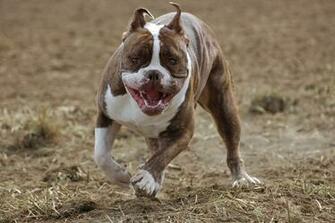 American Pit Bull Terrier Dog Wallpaper Background