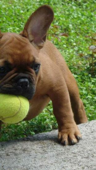 French Bulldog Desktop Background