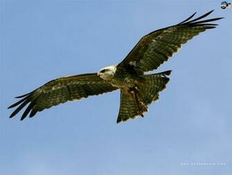 Home Animals And Birds Harris Hawk HD Wallpaper