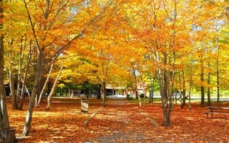 Fall Foliage Wallpaper