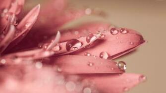 Pink Gerbera Daisy Water Droplets UHD 4k Wallpaper