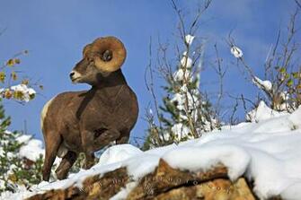 Computer Background This Bighorn Ram Looks Ever Alert As It