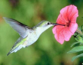 133387d1363924295 Hummingbird Wallpaper Image X