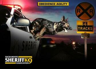 Alfa Img Showing Sheriff K9 Wallpaper
