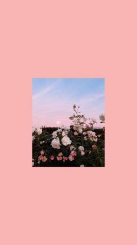 Wallpaper For iPad Pro Flowers Photography Cute