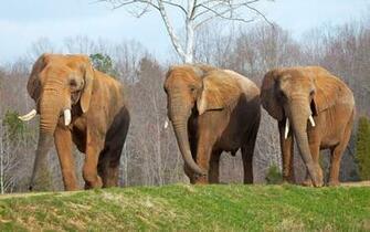 World Elephant Day Facts Nc Dncr