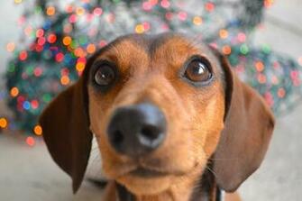 Nosy Dachshund Photo HD Wallpaper Res