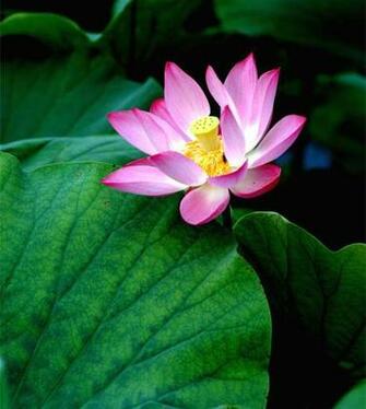 Pink Lotus Flower Wallpaper Pictures Image