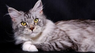 Silver Maine Coon Cat On A Dark Background Desktop Wallpaper