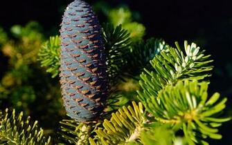 Pine Cones Flowers HD Wallpaper New