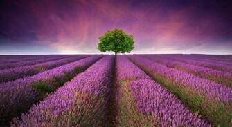My Experience With Young Living Essential Oils Celestine Vision