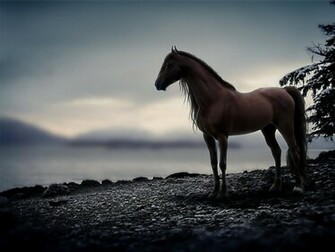 Clouds Snow Animals Horses Horse Wallpaper Background