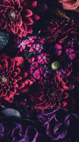 Floral iPhone Wallpaper To Celebrate 65k Followers