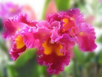 Beautiful Orchids Wallpaper