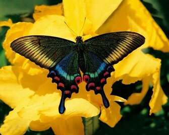 Wallpaper Papillon Gratuits