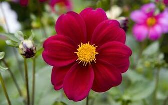 Home Nature Flowers Plants Real Flower Background