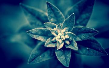 Plant Wallpaper