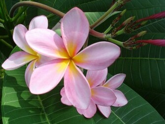Pink Plumeria Frangipani Temple Tree