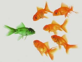Wallpaper U 3d Amazing Gold Fish HD