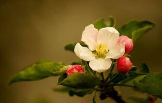 Wallpaper Apple Blossom Flower Buds Leaves Flowers