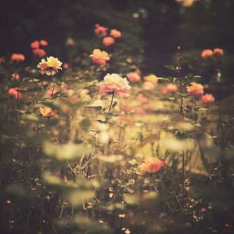 Garden Vintage Flower Photography Art Print Popular