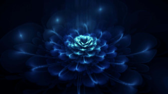 Dark Blue Rose Abstract Wallpaper