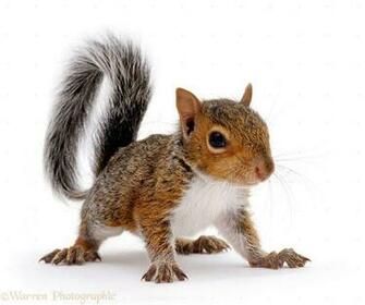 Cute Baby Squirrels Black Fox Squirrel