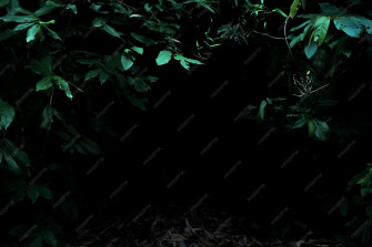 Dark Nature HD Wallpaper