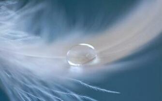 Angel Tear Wallpaper HD