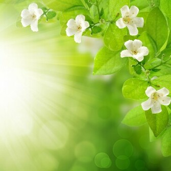 Flower Wallpaper Flowers Floral Background