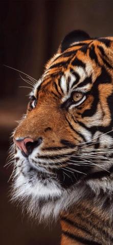 Tiger Wallpaper 4k iPhone Gallery