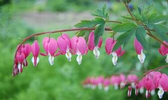 Bleeding Heart Flowers In The Flower Bed Garden Wallpaper