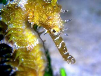 Seahorse Wallpaper HD