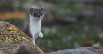 Weasel Wallpaper At Wallpaperbro