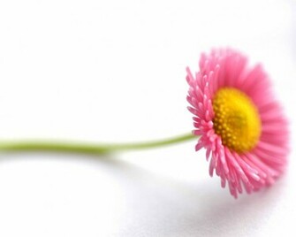 Beautiful Flowers