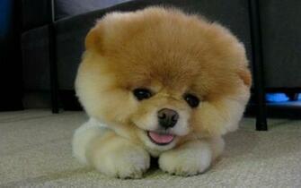 Animals Dogs Pets Pomeranian Boo Wallpaper