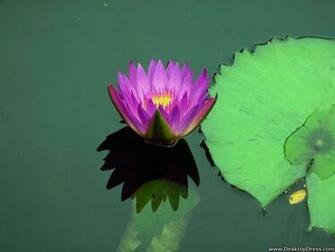 Desktop Wallpaper Flowers Gardens Background Water Lily
