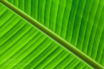 Banana Leaf Wallpaper Pattern Photograph Leaves
