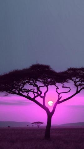 Sky Tree Nature Purple Pink Branch In Sunset iPhone