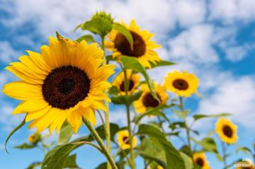 Miami Dade County On The Sunflower Gets Its Name Because