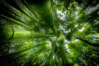 Bamboo HD Wallpaper And