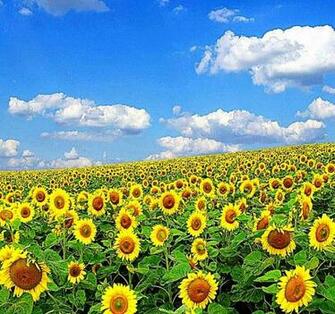 Nature Wallpaper For Desktop Background Full Screen Press