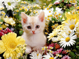 Cute Kitten Desktop Wallpaper