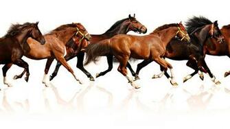 Horse Wallpaper Running HD Desktop