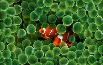 Clown Fish Desktop Pc And Mac Wallpaper