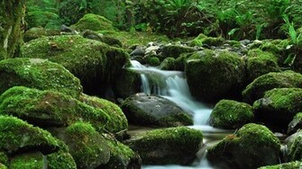 Category Color HD Wallpaper Subcategory Green