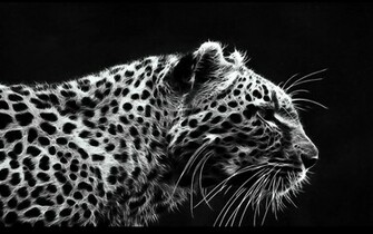Leopard Black And White Theme Dark Bg HD Wallpaper Jpg