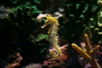 Seahorse Wallpaper HD