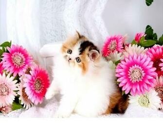 Wallpaper Colorful High Definition