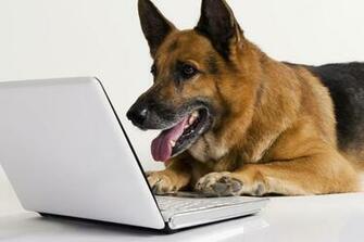 German Shepherd Computer Wallpaper Desktop Background